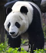 Image result for Rare Albino Panda China
