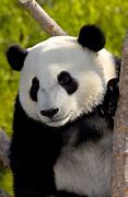 Image result for San Diego Zoo Giant Panda
