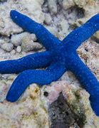 Image result for Deep Sea Starfish