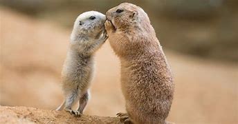 Image result for Small Prairie Animals