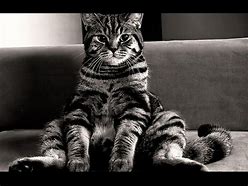 Image result for Black and White Cat Funny