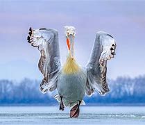 Image result for Bird Photographer of the Year