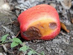 Image result for Apple Falling into Groin