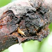 Image result for "lesser-peachtree-borer"