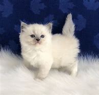 Image result for Fluffy Ragdoll Kittens