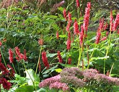 Image result for Persicaria amplexicaulis JS® Betty Brandt