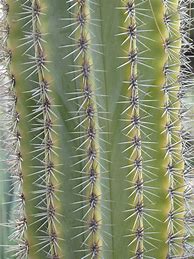 Image result for Sonoran Desert Shrubs