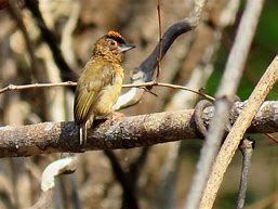 Image result for Picumnus fuscus