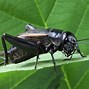 Image result for Funny Cricket Insect Sayings