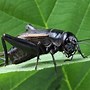 Image result for Crickets Slang Meaning