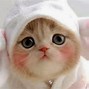 Image result for Foto Kucing Dan Mesin Fotocopy