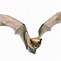 Image result for Transparent Bats Flying