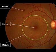 Image result for Retina Anatomy