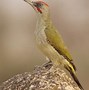 Image result for Picus viridis