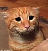 Image result for Scuffed Orange Cat Meme