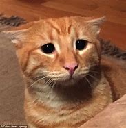 Image result for Orange Cat Meme