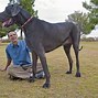 Image result for Heaviest Dog Types