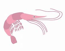 Image result for Shrimp Flat Illustration
