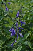 Image result for Salvia guaranitica Blue Enigma