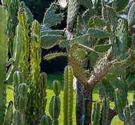 Image result for Types of Tall Cactus Plants