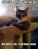 Image result for Cat Meme Name