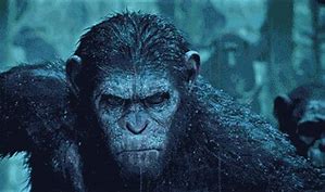 Image result for Caesar Ape Meme