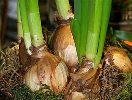 Image result for Flower Bulbs and Tissue Culture