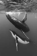 Image result for Samsung Galaxy S9 Whale Wallpaper