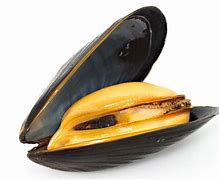 Image result for Coque De Moule