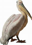 Image result for Pelican Icon 100X