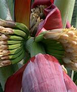 Image result for Banana Flower Vegetable