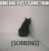 Image result for Sob Cat Memes