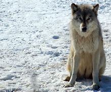 Image result for Pictures of Grey Wolves