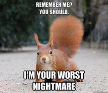 Image result for Funny Cute Squirrel Memes