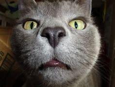 Image result for Funny Cat No