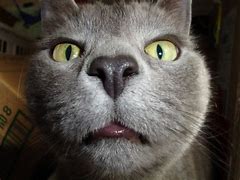 Image result for Sahorma Cat Funny
