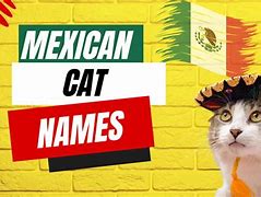 Image result for Mexican Cat Names