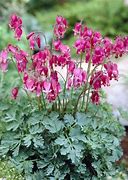 Image result for Dicentra Love Hearts