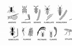 Image result for Insects in Garden