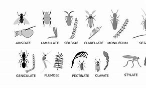 Image result for Insects That Make Noise at Night