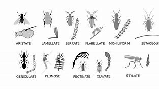 Image result for Different Types Unique Insects