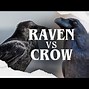 Image result for Raven vs Crow In-Flight