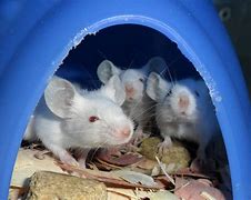 Image result for GMO Mice