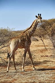 Image result for Female Giraffe