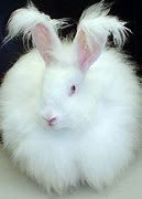 Image result for Rabbit Fur iPhone Case