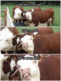 Image result for Mad Cow Disease Meme