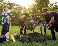 Image result for Large Tree Planting