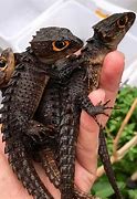 Image result for Baby Dragon Lizard