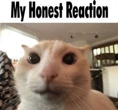 Image result for Reaction Paper Meme Cat Shocked