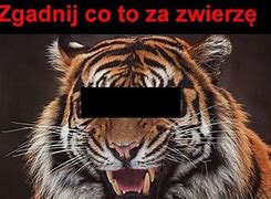 Image result for co_to_za_zagadka